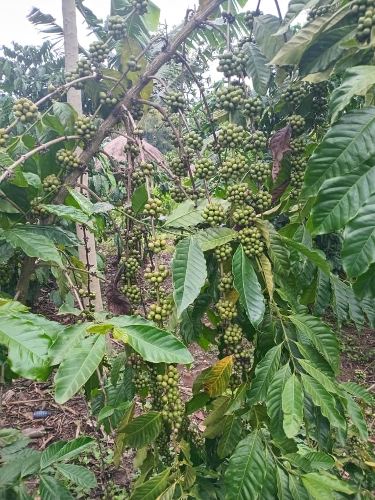 Fertilizer Distribution Boosts Productivity for 7,000 Households