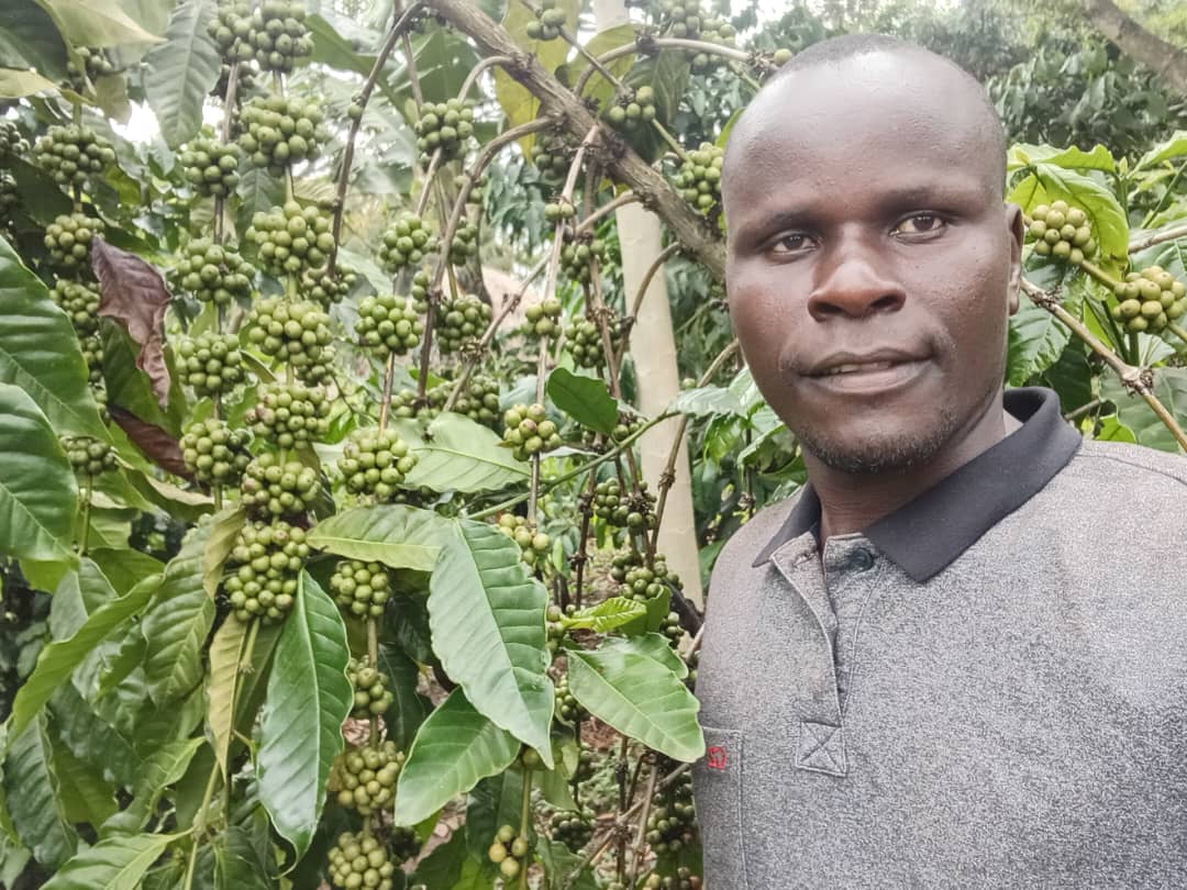 New Disease-Resistant Coffee Varieties Introduced