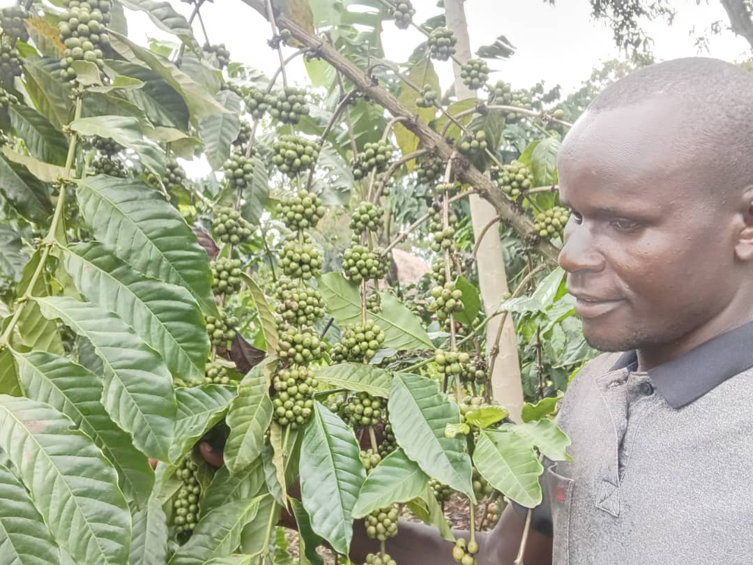 Bugwere Coffee Company Reaches Over 5,000 Homes With Coffee Seedlings